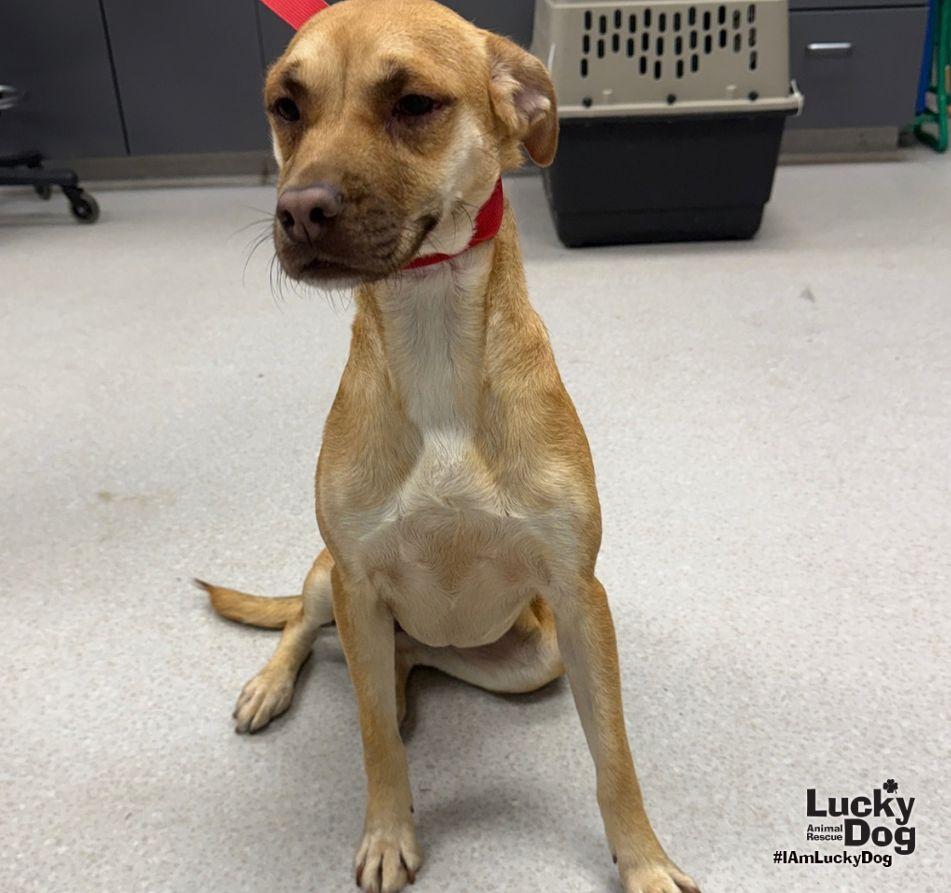 Enlarge Lu Two, a Adoptable mixed breed in Washington, DC image 1/3