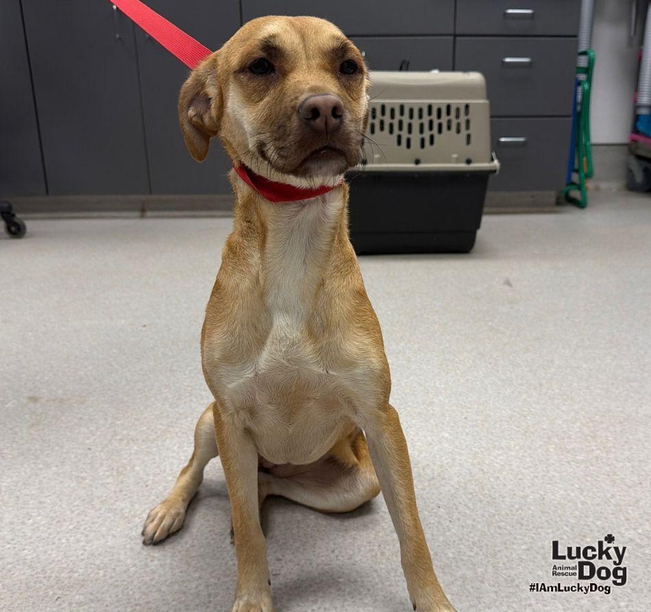 Enlarge Lu Two, a Adoptable mixed breed in Washington, DC image 2/3