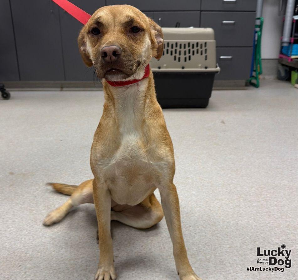 Enlarge Lu Two, a Adoptable mixed breed in Washington, DC image 3/3