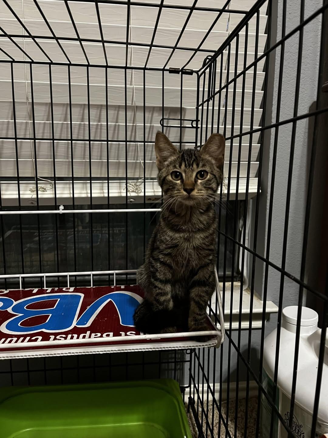 Enlarge Lil T, a Adoptable Domestic Short Hair in Rowlett, TX image 1/1