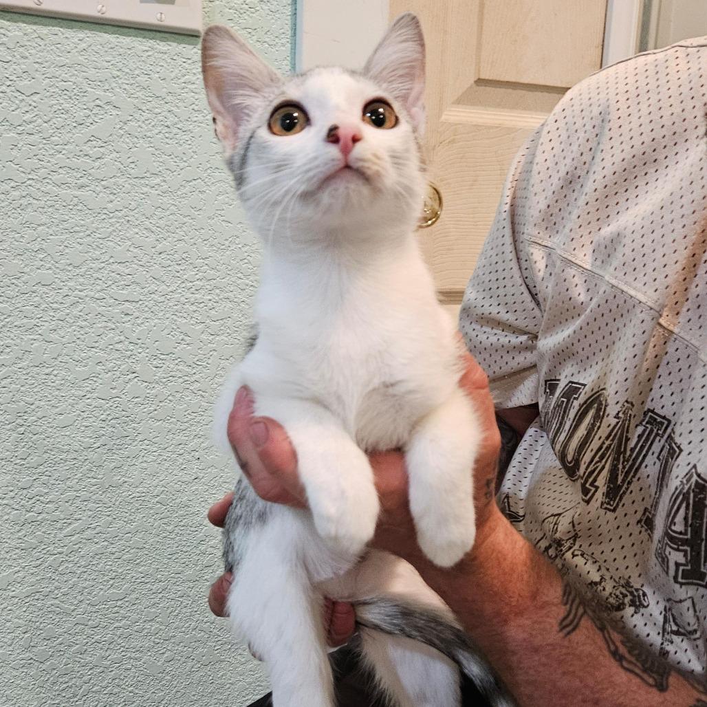 Enlarge Agatha the Explorer, a Adoptable Domestic Short Hair in Elverta, CA image 1/1