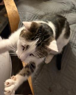 Duchess, Adoptable, Adult Female Domestic Short Hair.