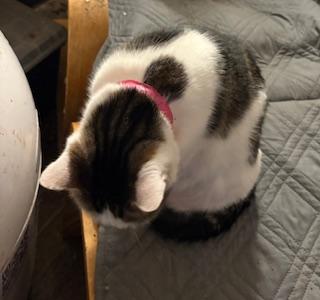 Enlarge Duchess, a Adoptable Domestic Short Hair in Mesquite, TX image 2/5