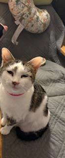 Enlarge Duchess, a Adoptable Domestic Short Hair in Mesquite, TX image 3/5