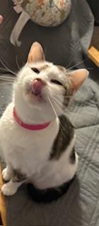 Enlarge Duchess, a Adoptable Domestic Short Hair in Mesquite, TX image 4/5