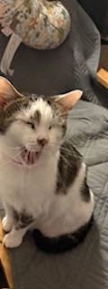 Enlarge Duchess, a Adoptable Domestic Short Hair in Mesquite, TX image 5/5