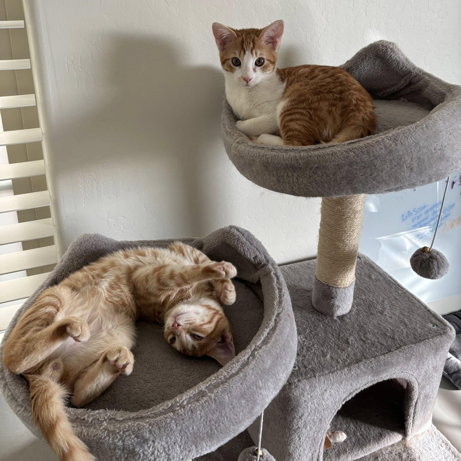 Enlarge Gunner, a ADOPTABLE Domestic Short Hair in Queen Creek, AZ image 5/6