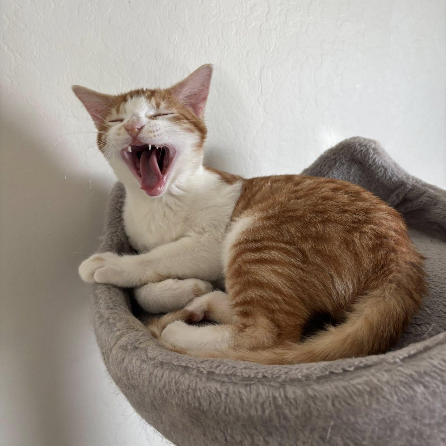 Enlarge Gunner, a ADOPTABLE Domestic Short Hair in Queen Creek, AZ image 3/6