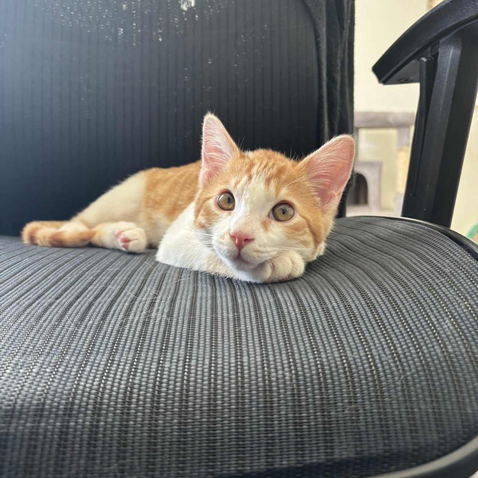 Enlarge Gunner, a ADOPTABLE Domestic Short Hair in Queen Creek, AZ image 4/6