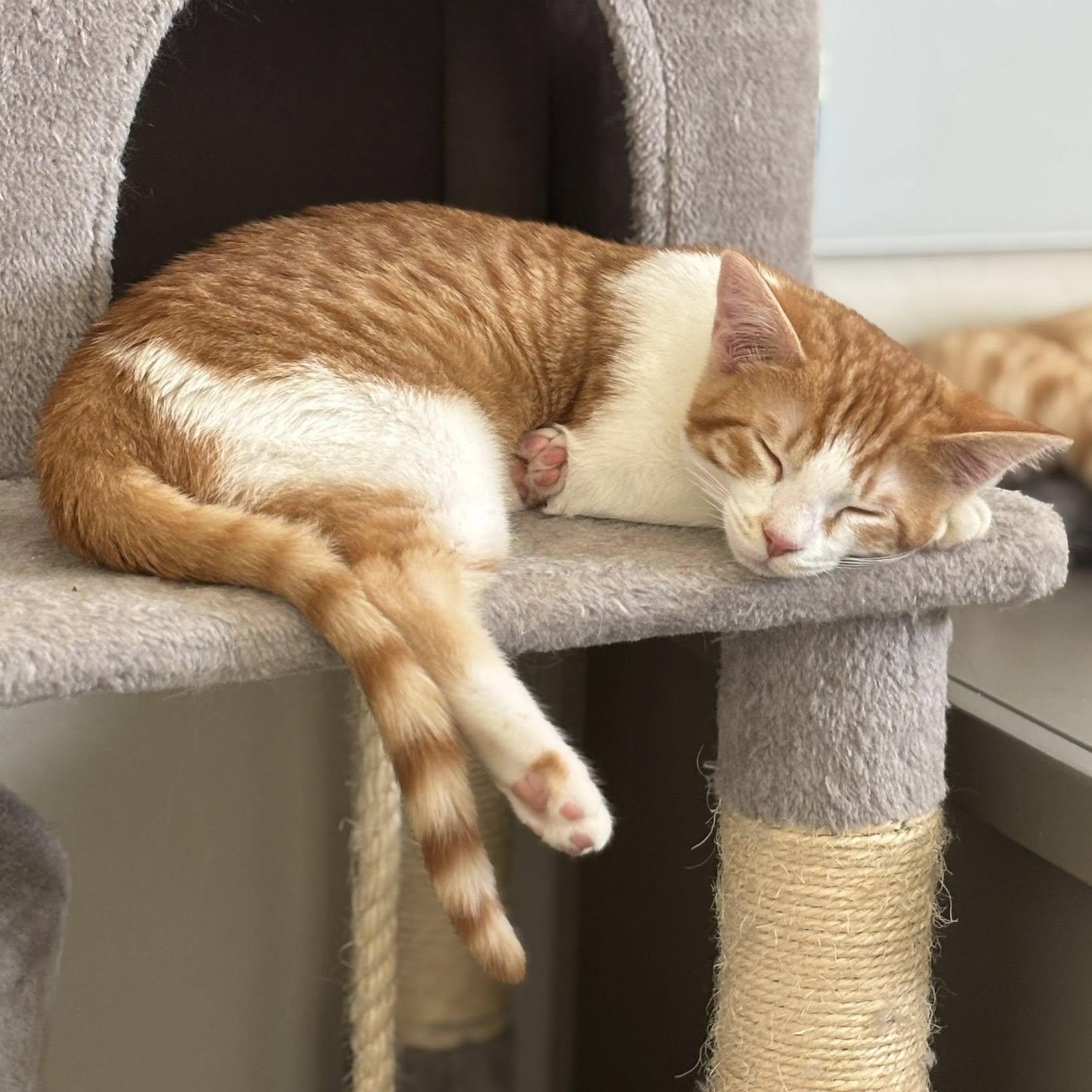 Enlarge Gunner, a ADOPTABLE Domestic Short Hair in Queen Creek, AZ image 2/6