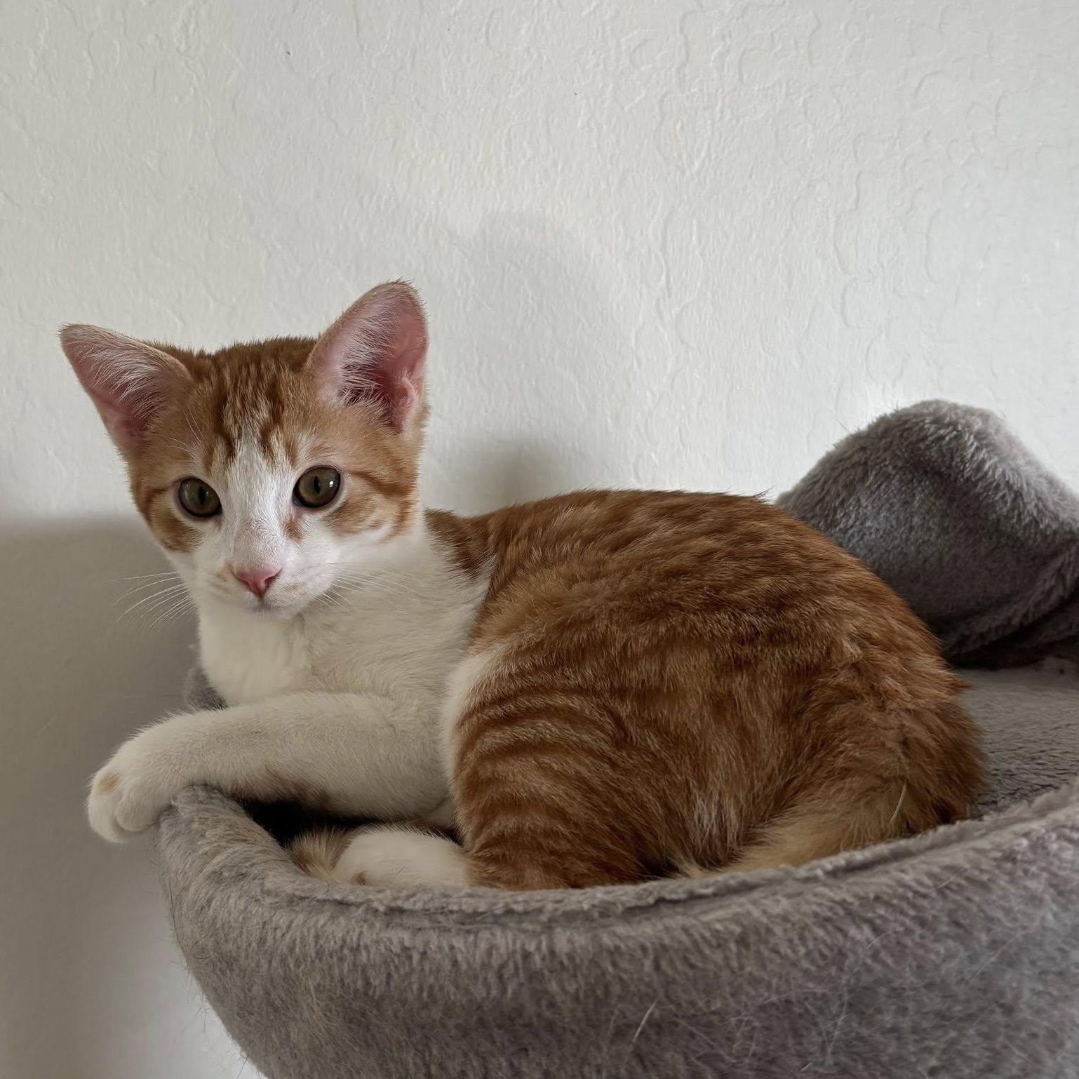 Enlarge Gunner, a ADOPTABLE Domestic Short Hair in Queen Creek, AZ image 1/6