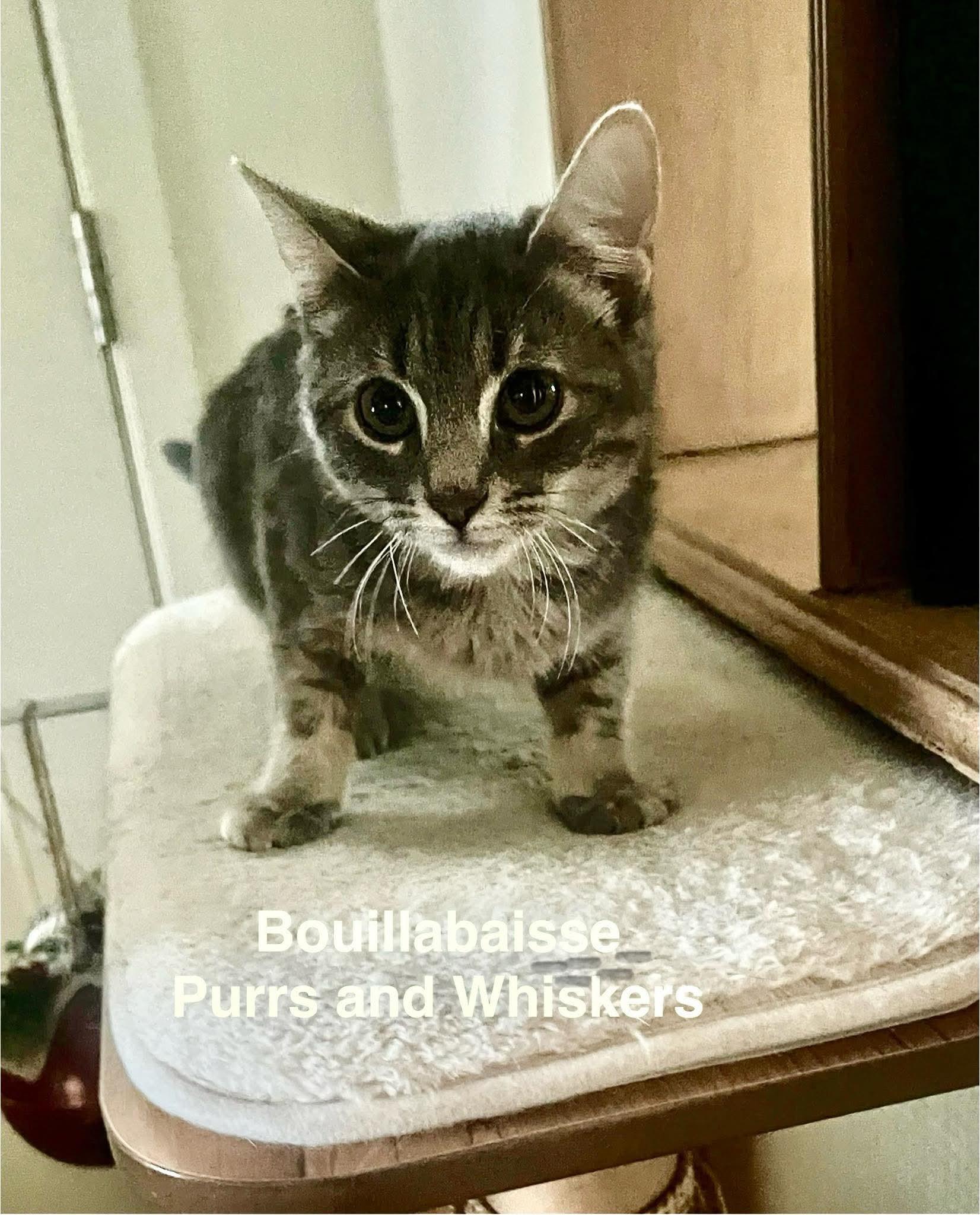 Enlarge Bouillabaisse, a ADOPTABLE Domestic Short Hair in New Hartford, NY image 1/1