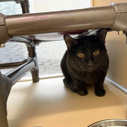 Pumpkin, ADOPTABLE, Young Male Domestic Short Hair.