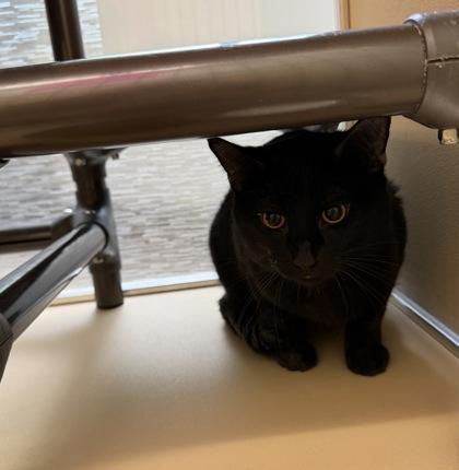 Enlarge Pumpkin, a ADOPTABLE Domestic Short Hair in Dubuque, IA image 2/2