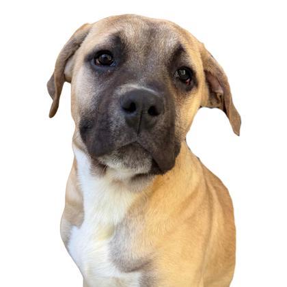 Enlarge Ultimate PB, a Adoptable mixed breed in Reno, NV image 1/1