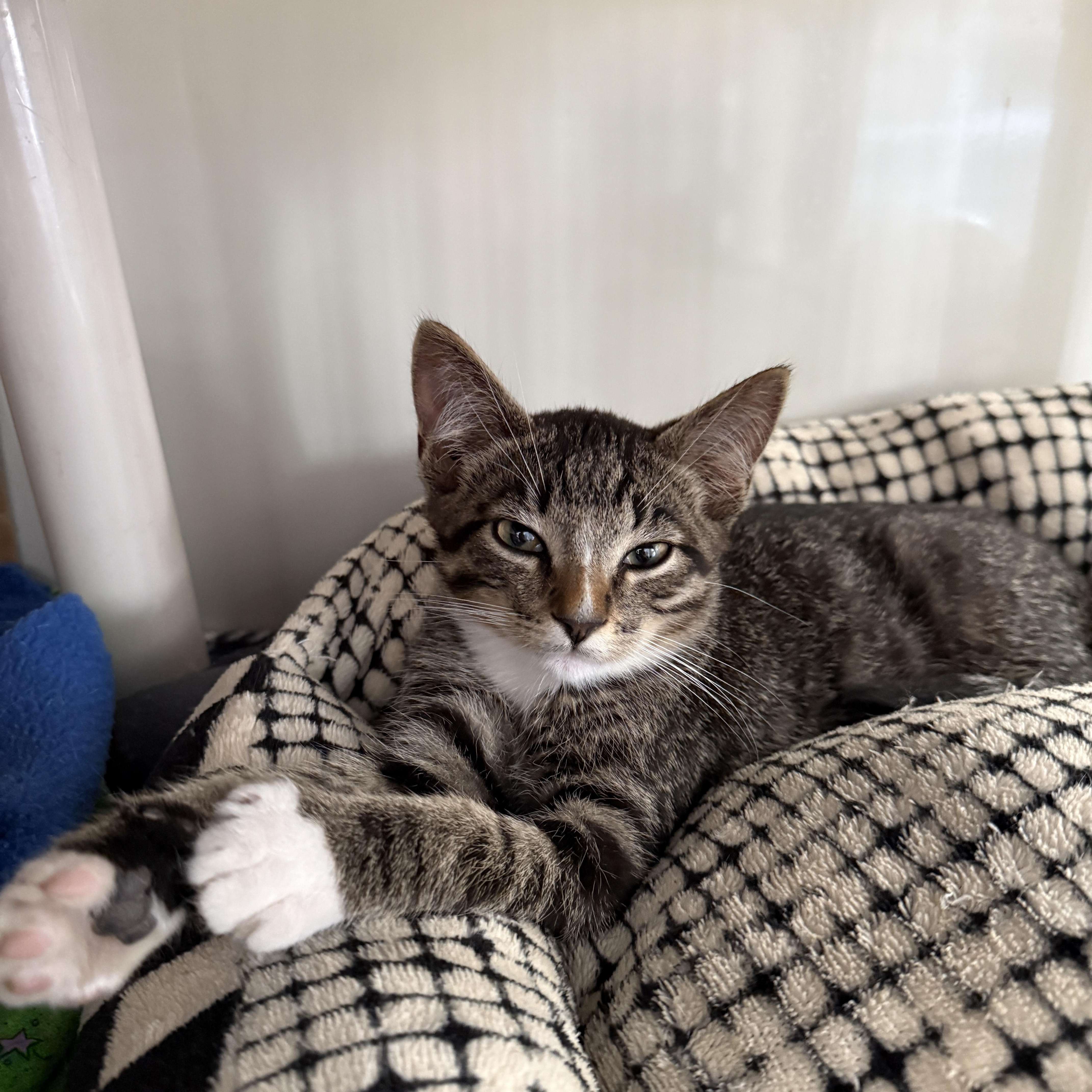 Enlarge Whole Wheat, a Adoptable Domestic Short Hair in Oconto, WI image 1/1