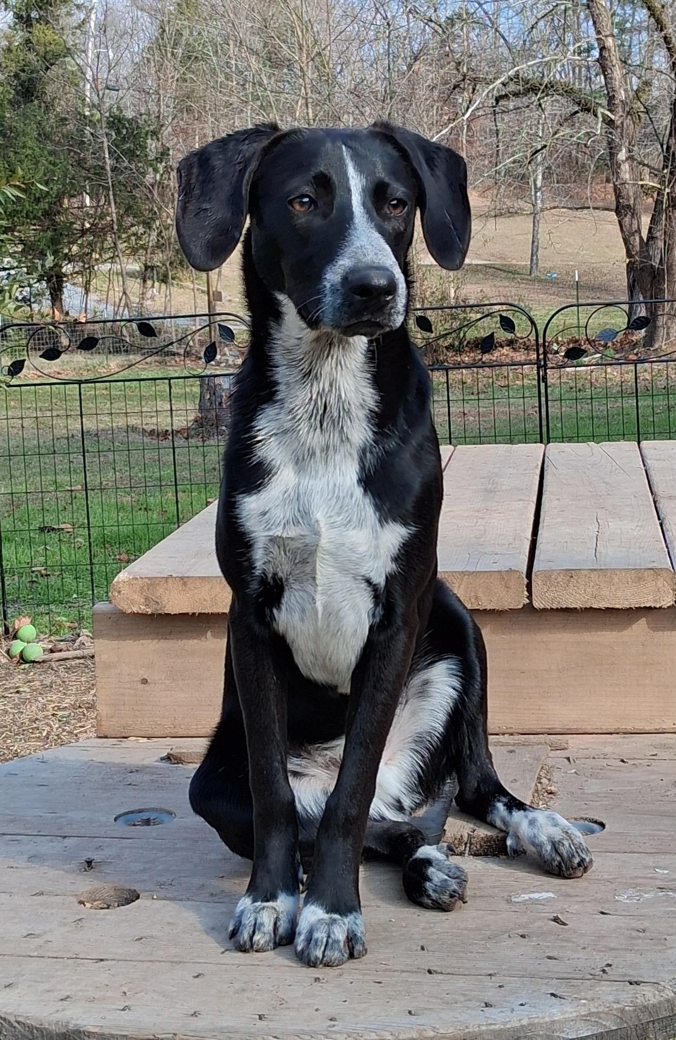Enlarge Echo, a Adoptable mixed breed in Ooltewah, TN image 3/6
