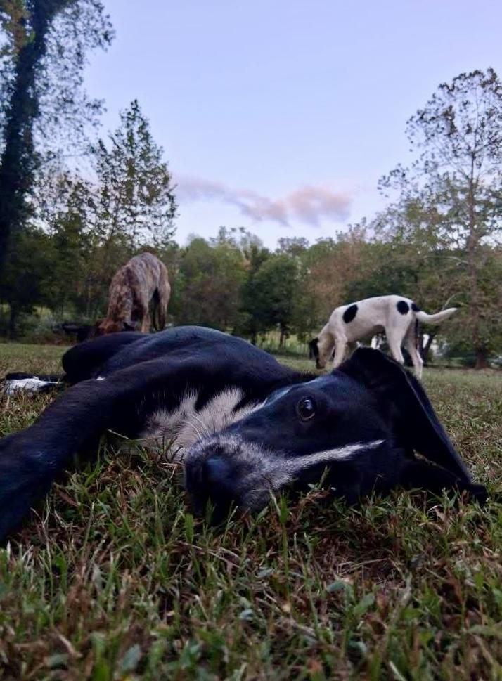 Echo, a Adoptable mixed breed in Ooltewah, TN image 3/6