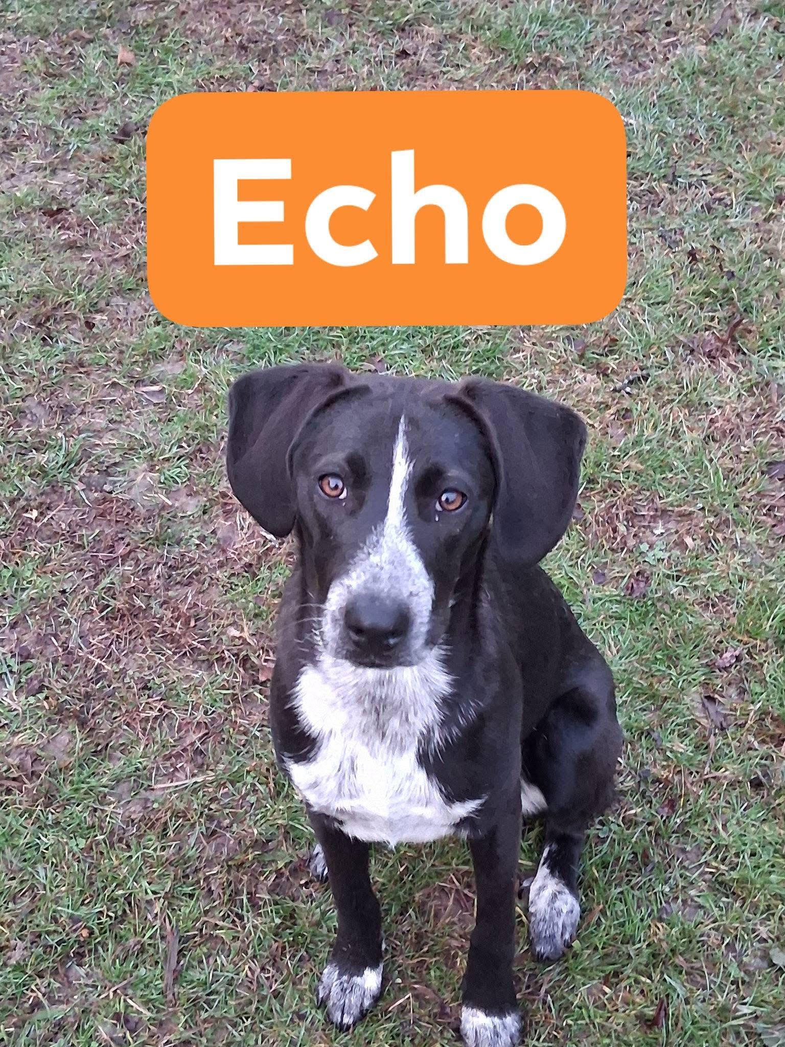 Echo, Adoptable, Young Male English Pointer & Rat Terrier.