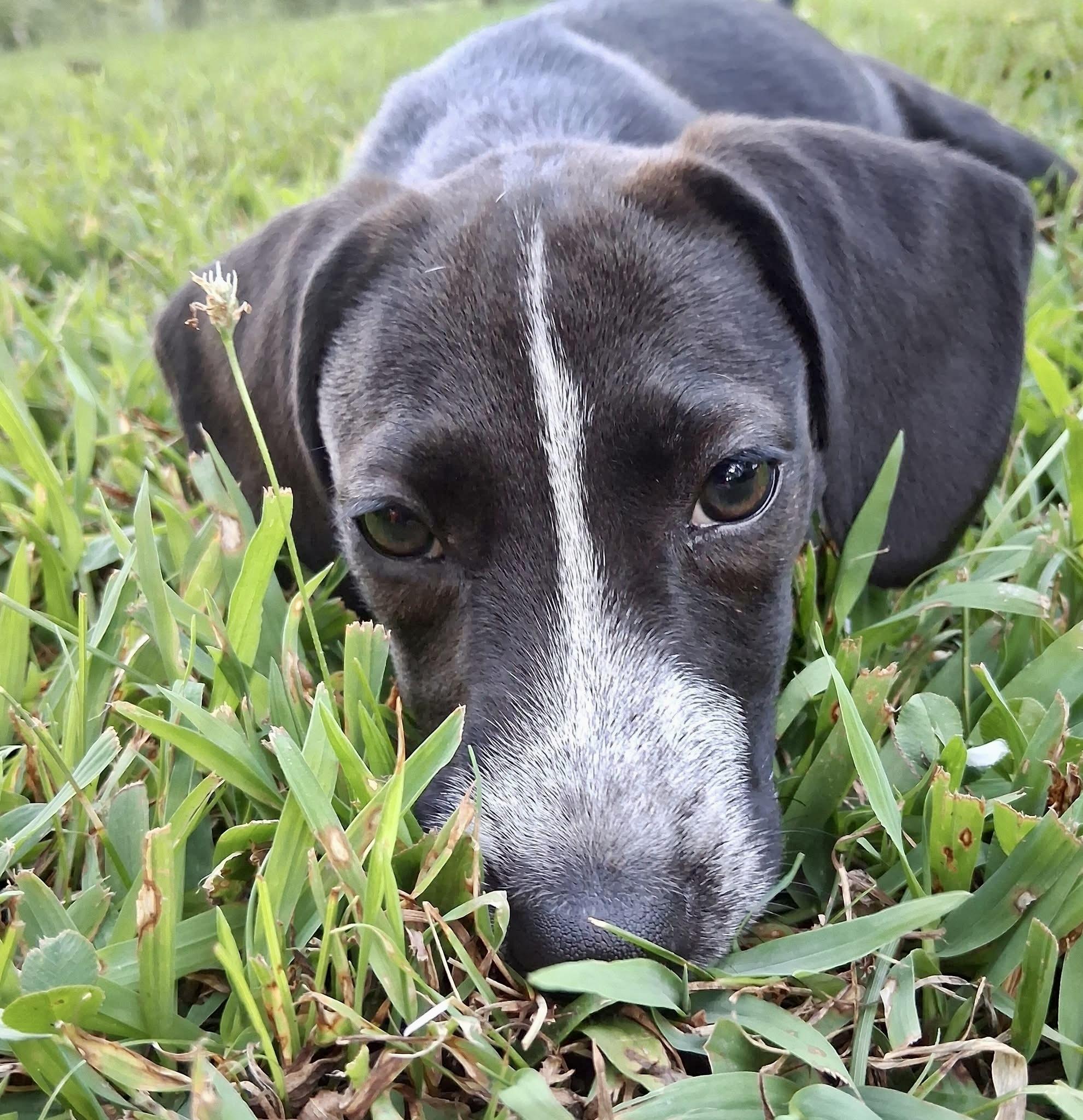 Echo, a Adoptable mixed breed in Ooltewah, TN image 6/6