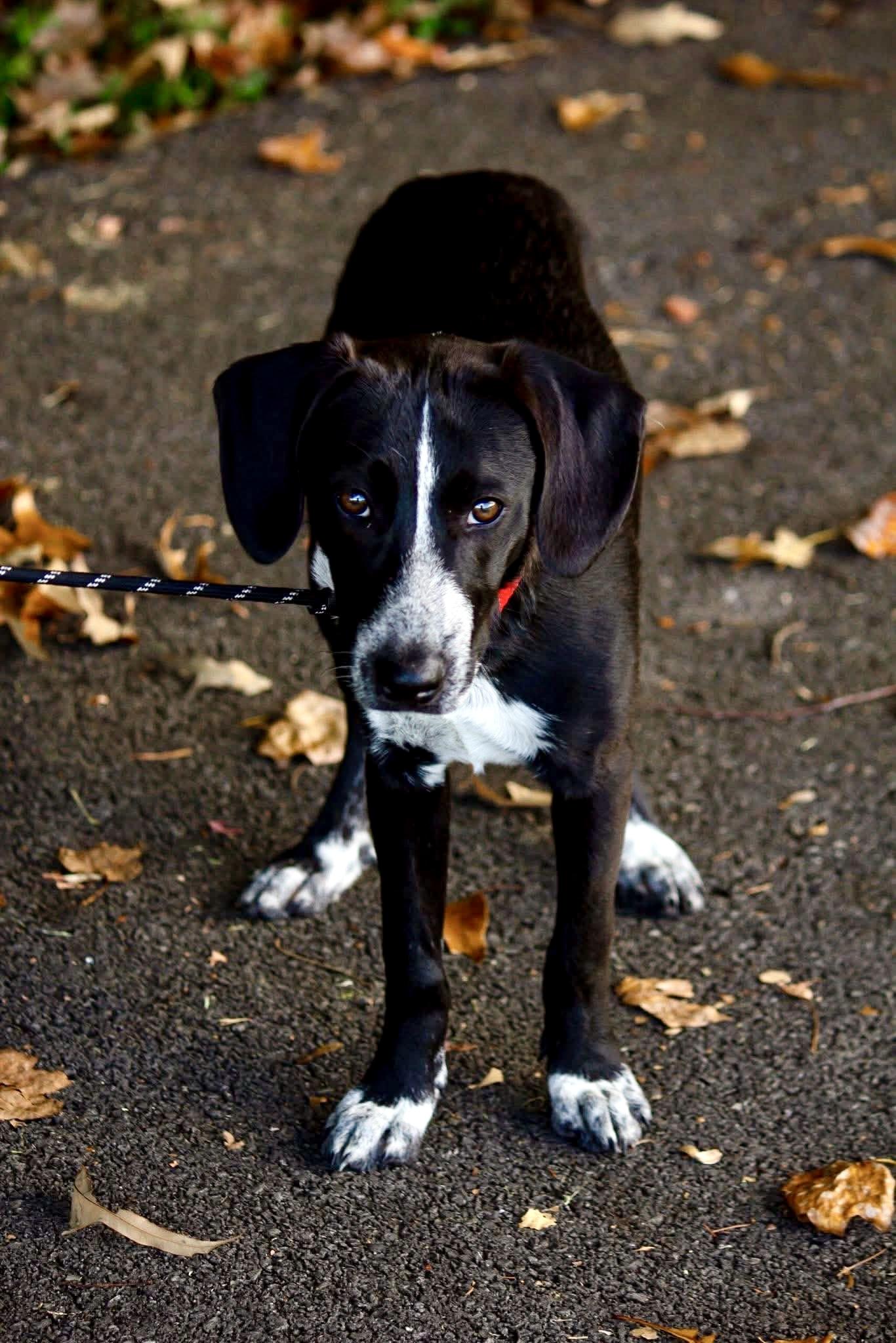 Echo, a Adoptable mixed breed in Ooltewah, TN image 5/6