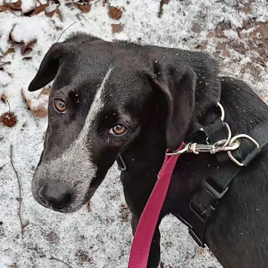 Enlarge Echo, a Adoptable mixed breed in Ooltewah, TN image 6/6