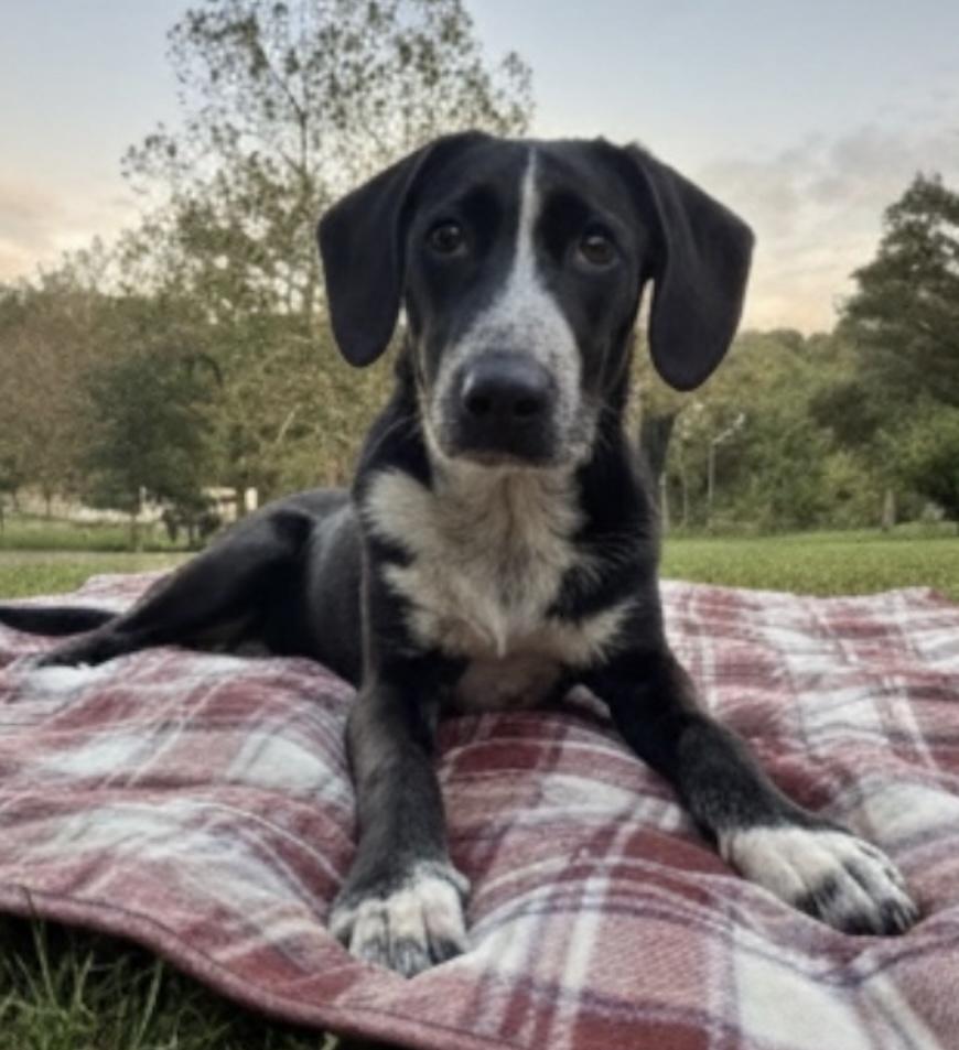 Echo, Adoptable, Young Male English Pointer & Rat Terrier.