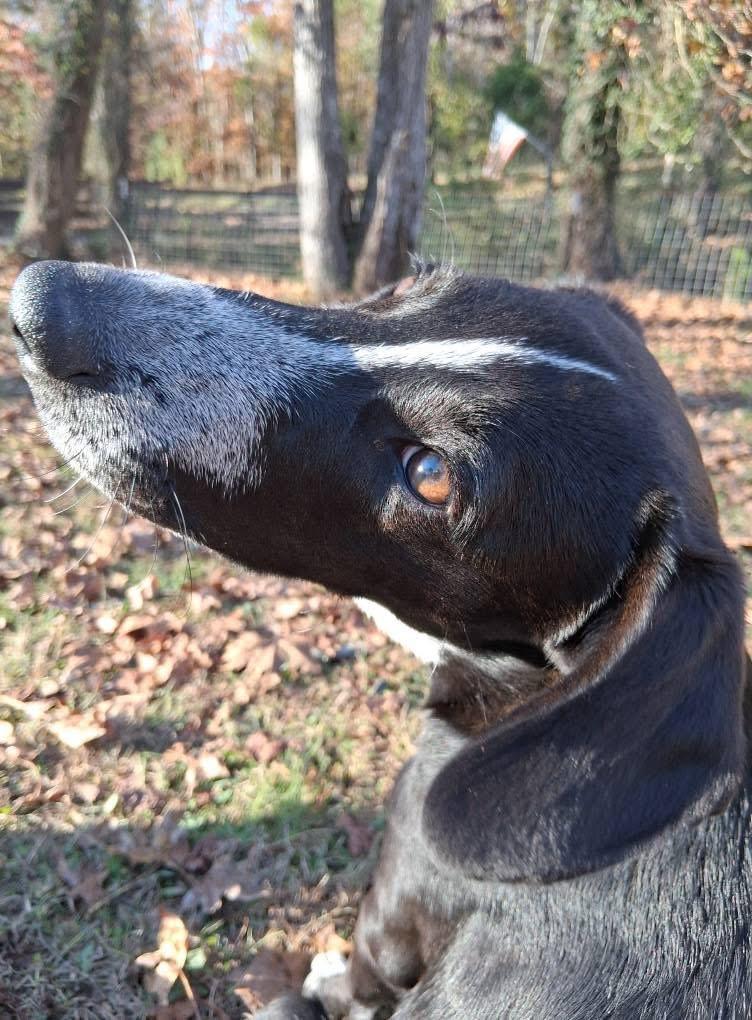 Echo, a Adoptable mixed breed in Ooltewah, TN image 4/6