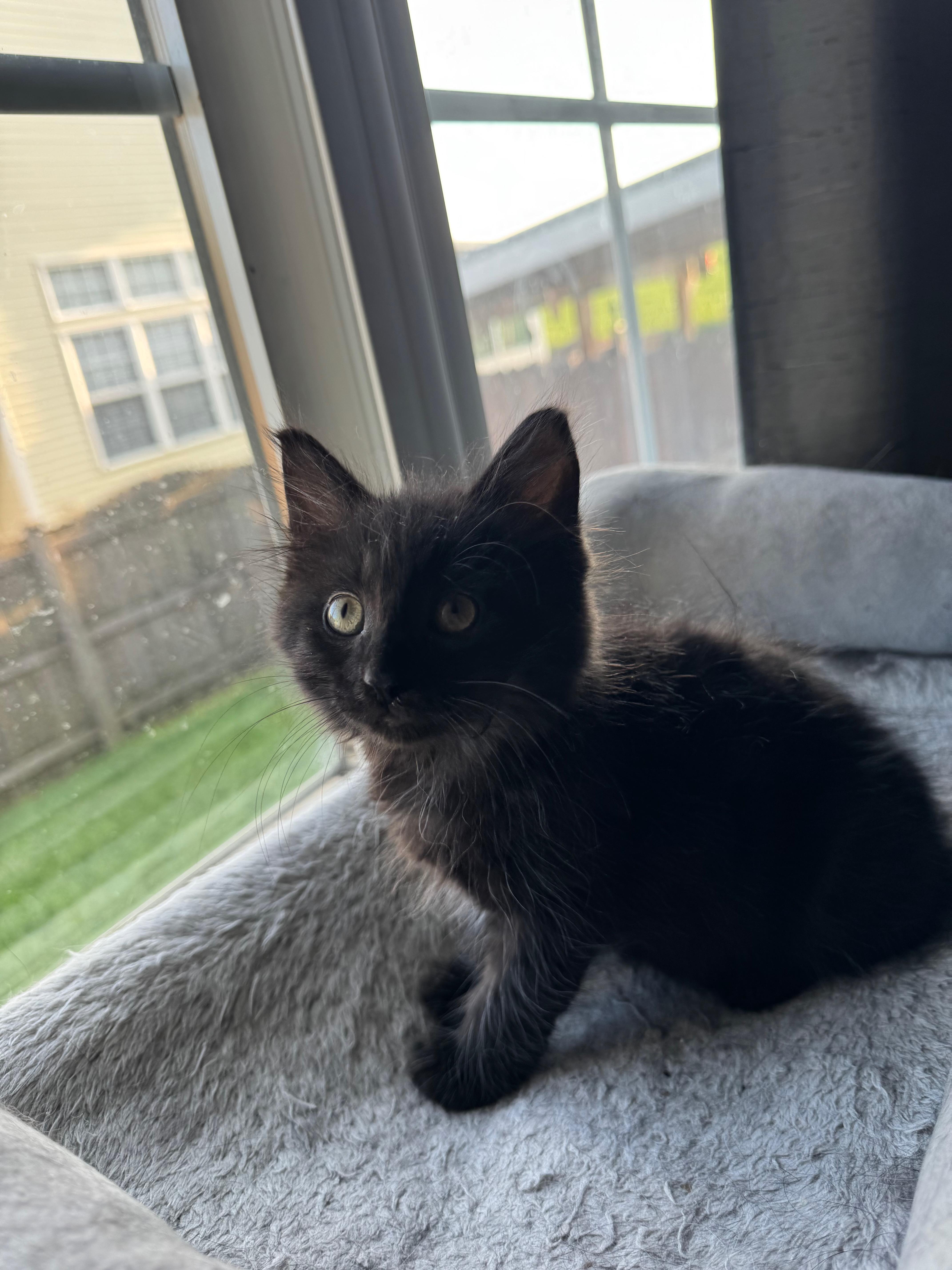 Rizzo, ADOPTABLE, Kitten Female Domestic Medium Hair.