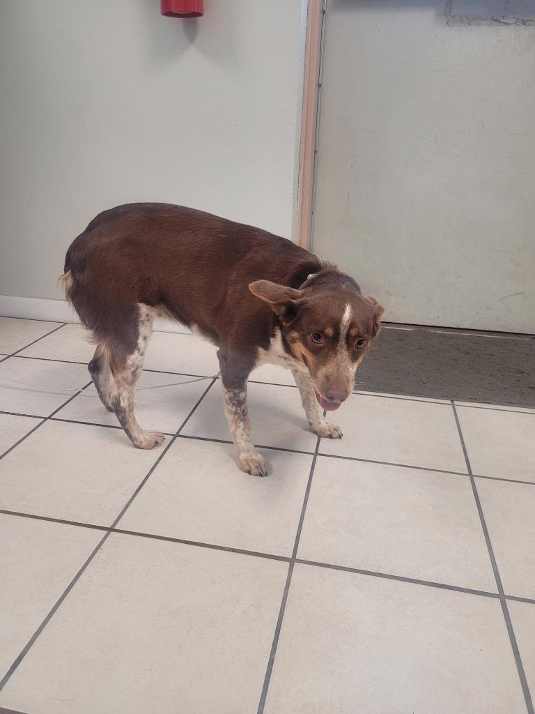 Paisley, Adoptable, Adult Female Cattle Dog.