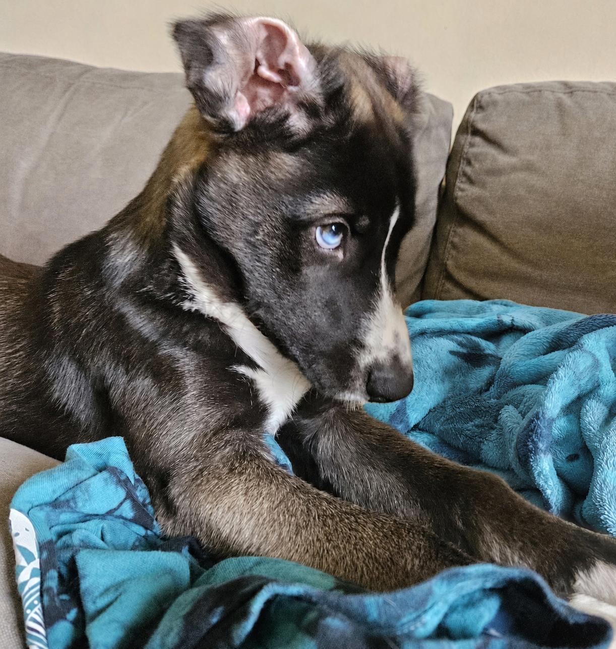Snowy, Adoptable, Puppy Male Labrador Retriever & Husky.