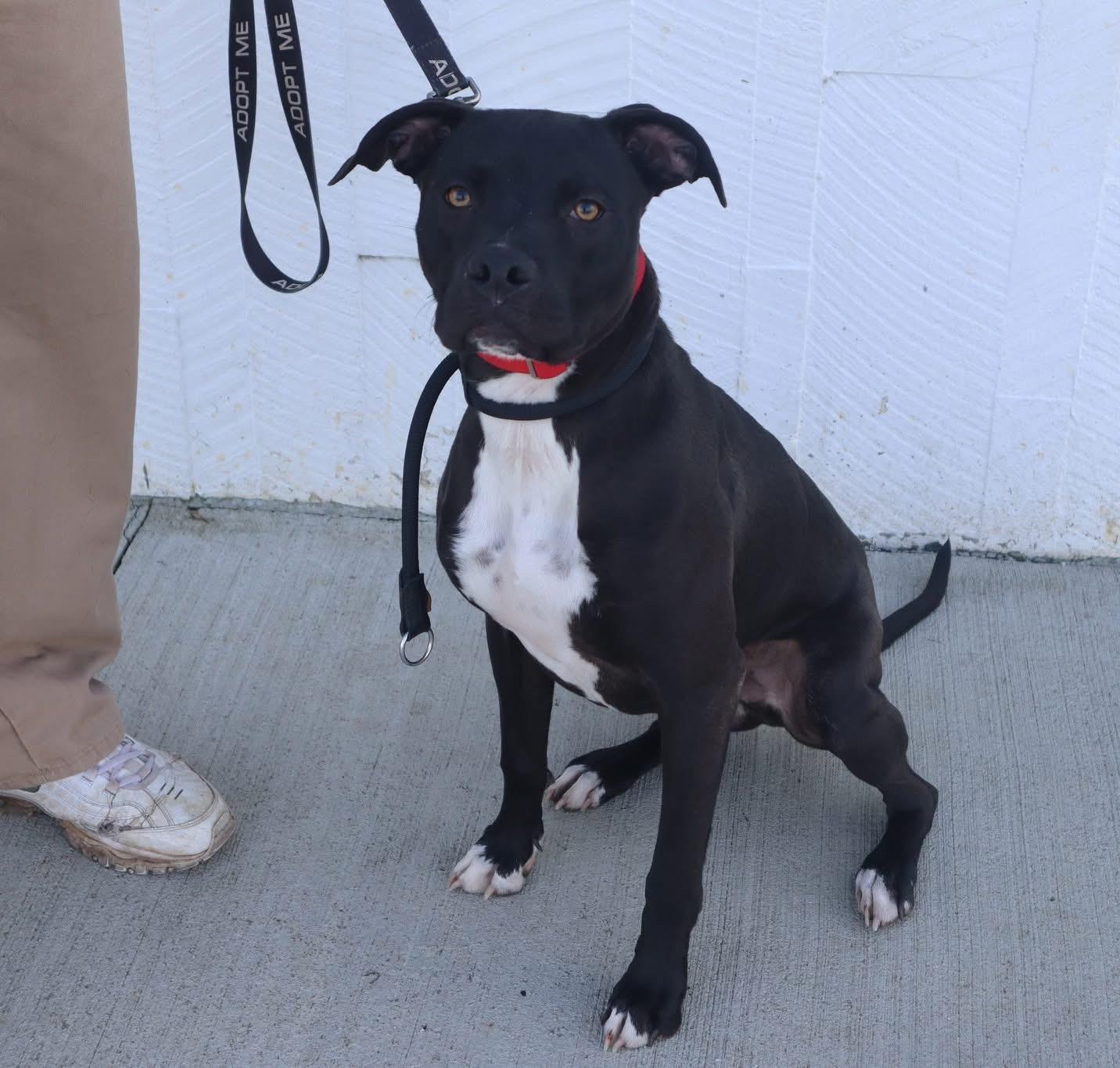 Enlarge Ripley , a ADOPTABLE mixed breed in Louisville, KY image 1/4