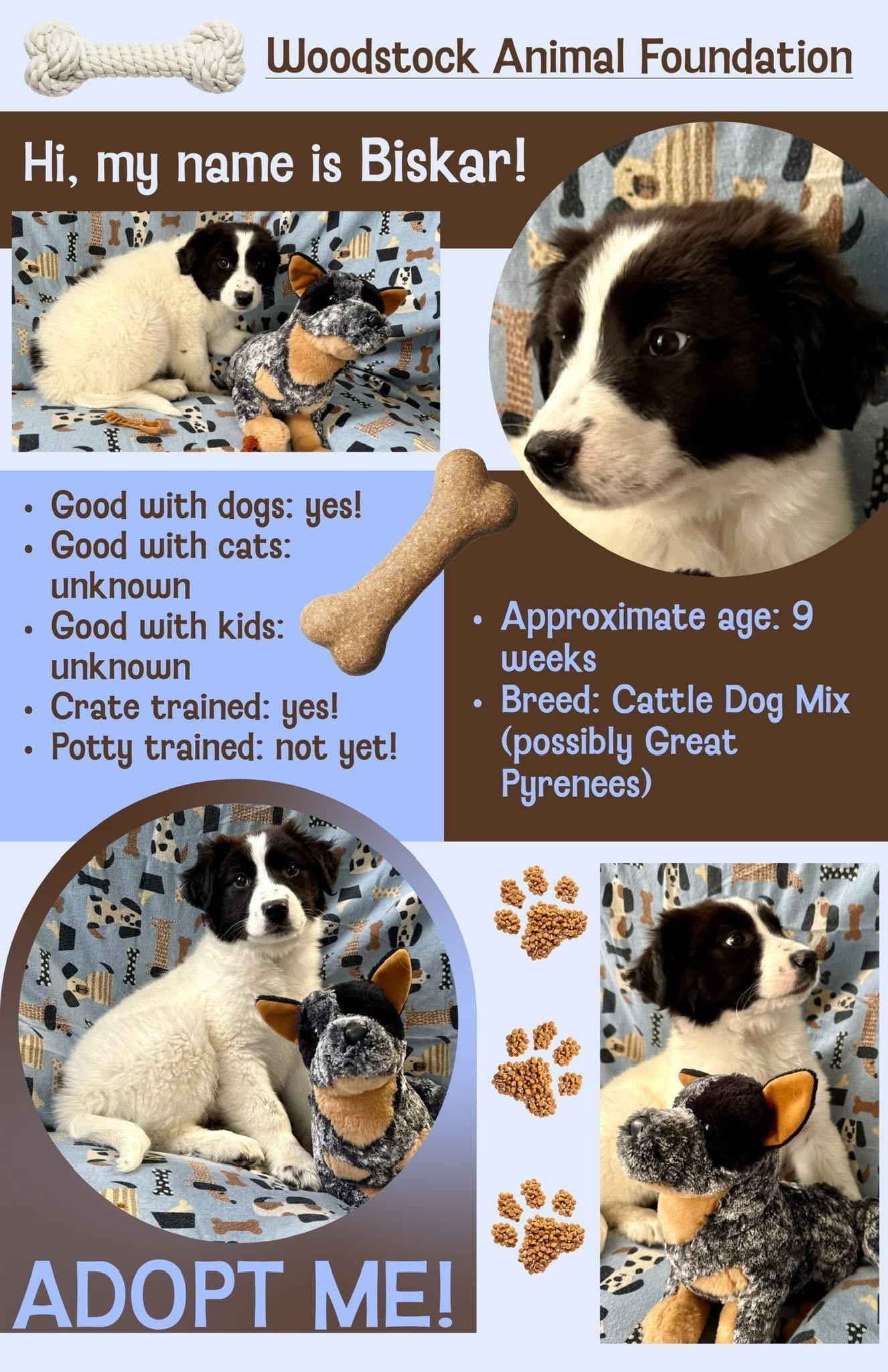 Enlarge Ripley , a ADOPTABLE mixed breed in Louisville, KY image 3/4