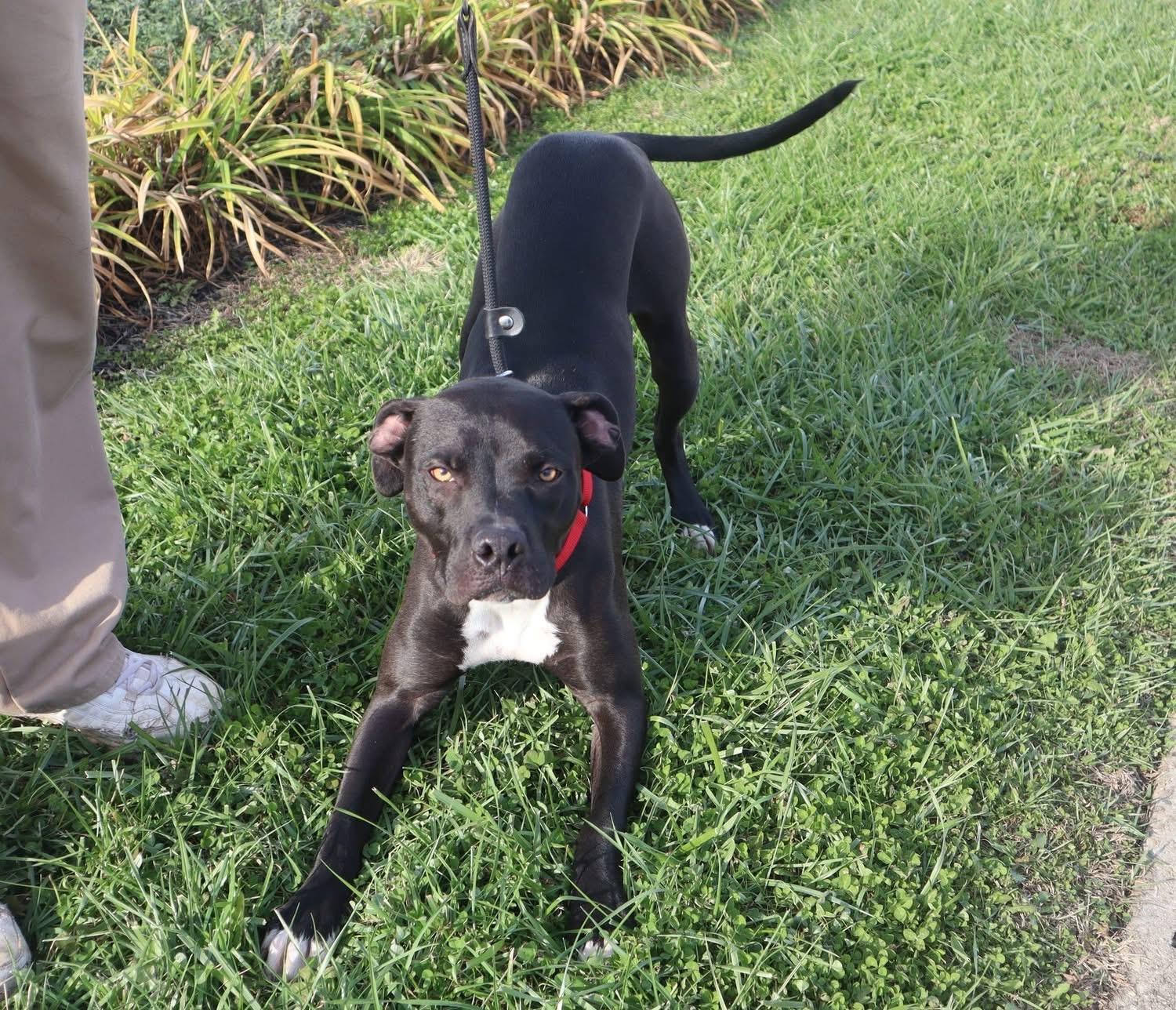 Enlarge Ripley , a ADOPTABLE mixed breed in Louisville, KY image 4/4