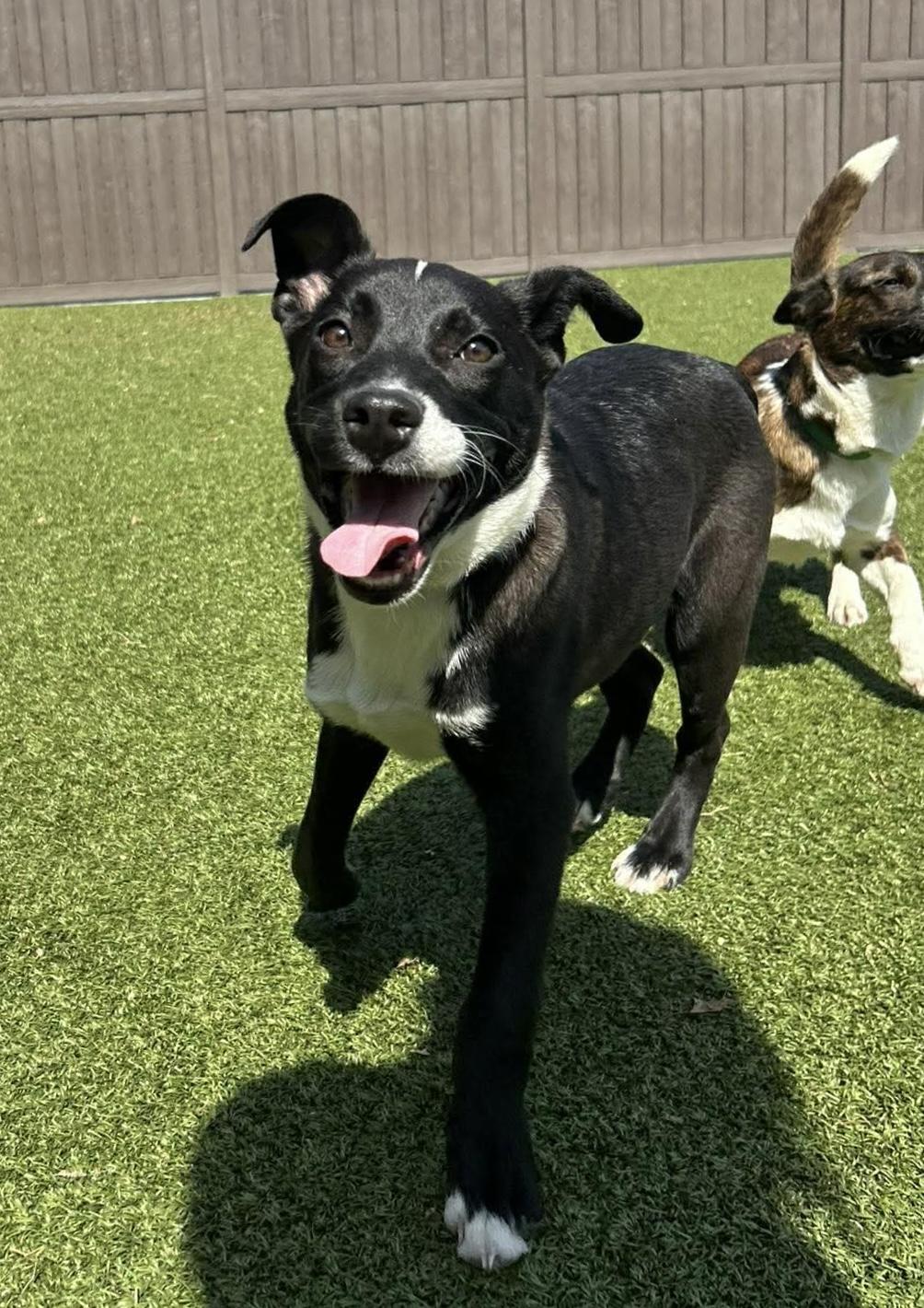 Enlarge Mazie, a ADOPTABLE mixed breed in Seward, NE image 3/5