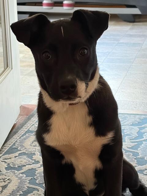 Enlarge Mazie, a ADOPTABLE mixed breed in Seward, NE image 2/5