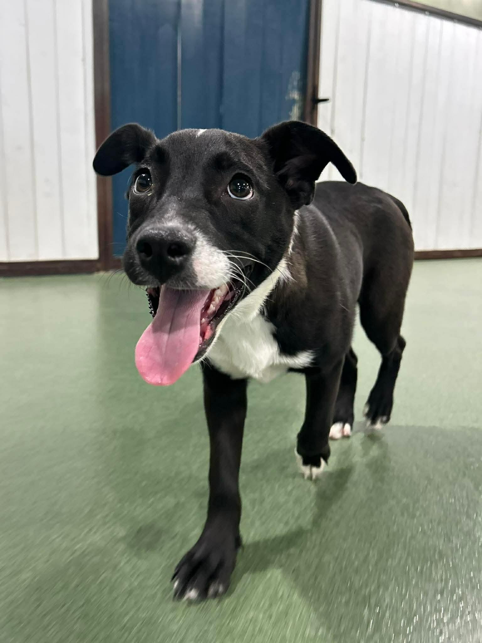 Enlarge Mazie, a ADOPTABLE mixed breed in Seward, NE image 4/5