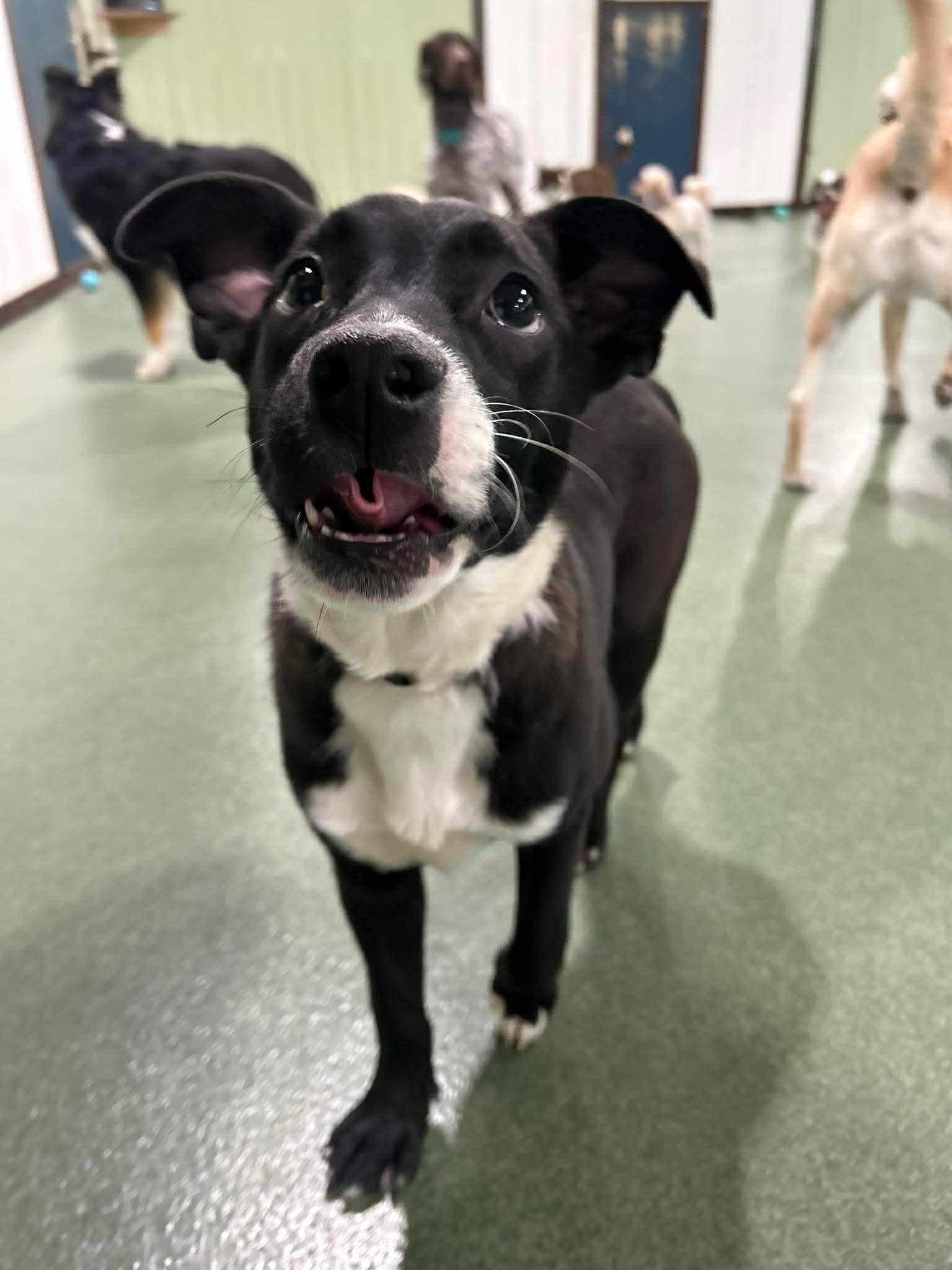 Enlarge Mazie, a ADOPTABLE mixed breed in Seward, NE image 5/5