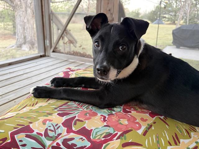 Enlarge Mazie, a ADOPTABLE mixed breed in Seward, NE image 1/5