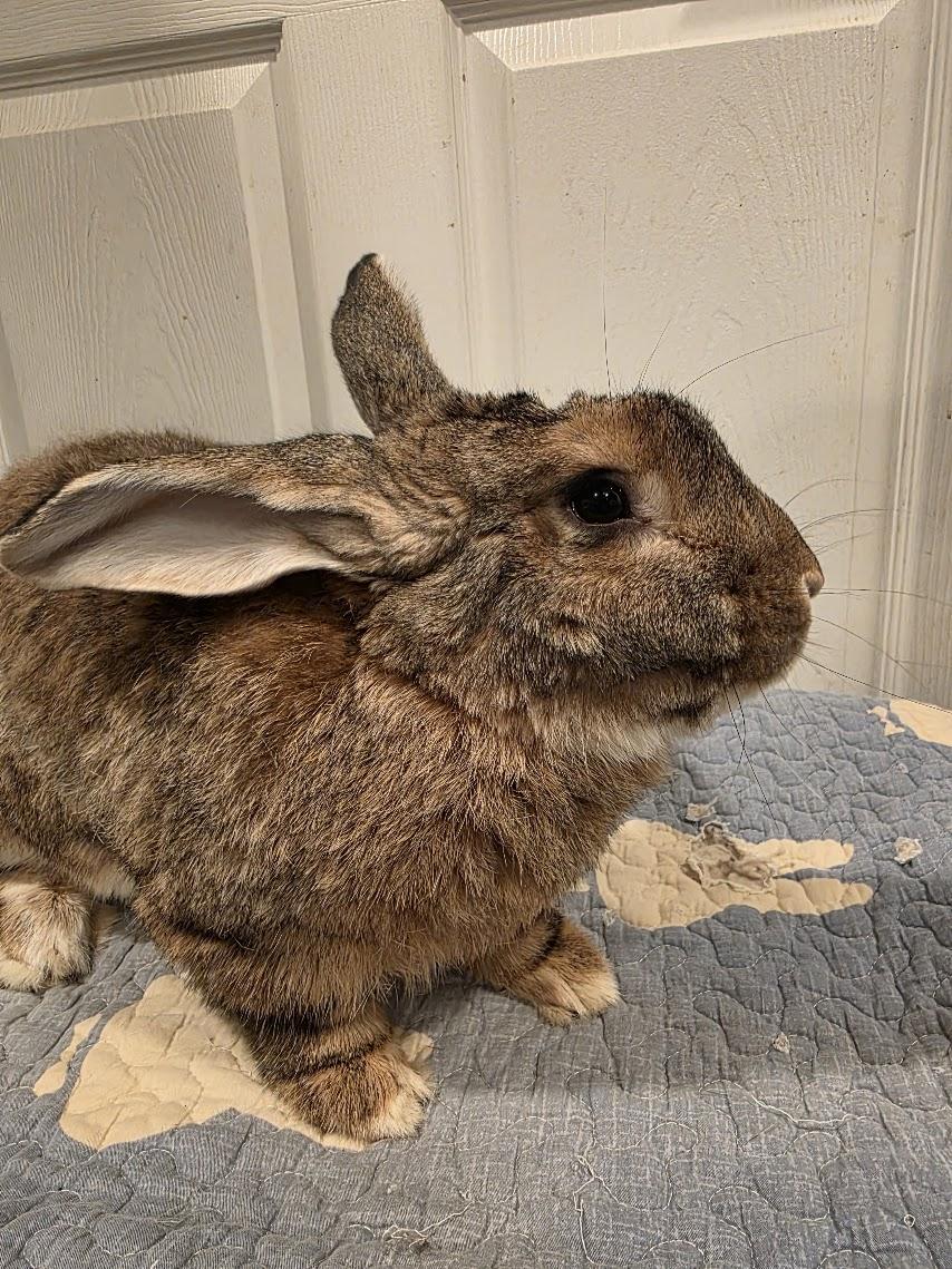 Enlarge Loki, a Adoptable Flemish Giant in Seymour, CT image 1/2