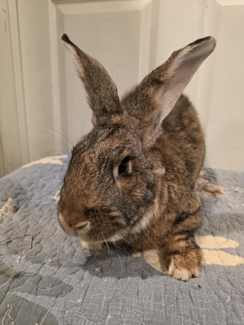 Enlarge Loki, a Adoptable Flemish Giant in Seymour, CT image 2/2