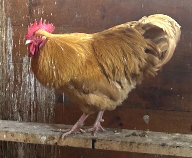 LOUIS, Adoptable, Young Male Chicken.