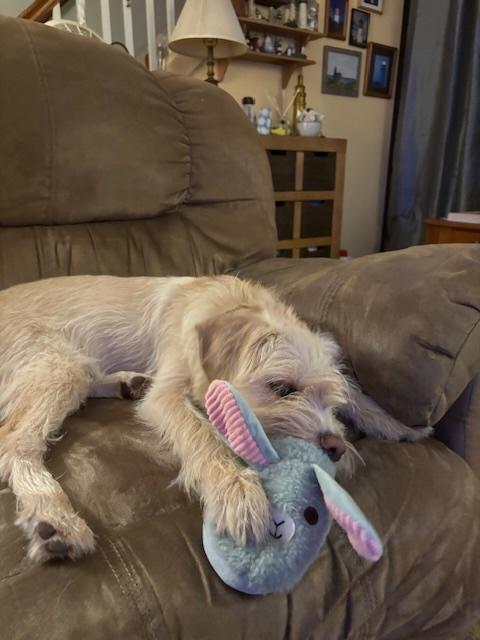 Enlarge Martina, a Adopted mixed breed in Norwalk, CT image 1/2