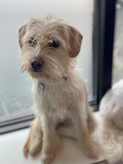 Enlarge Martina, a Adopted mixed breed in Norwalk, CT image 2/2