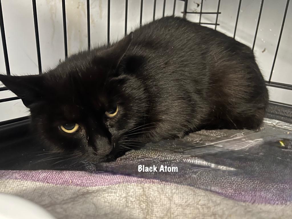 Enlarge 89-Black Atom, a Adoptable mixed breed in Windsor, CT image 1/1