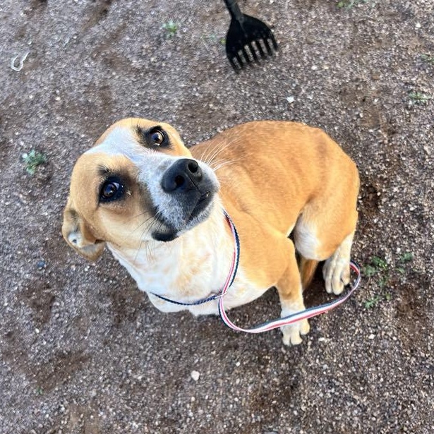 Mellow, an adoptable Cattle Dog in Hobbs, NM, 88240 | Photo Image 1