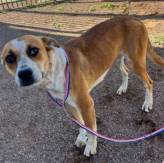 Mellow, an adoptable Cattle Dog in Hobbs, NM, 88240 | Photo Image 3