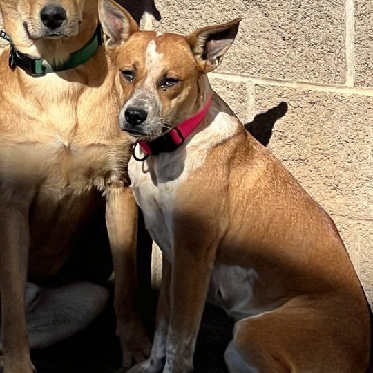 Mellow, an adoptable Cattle Dog in Hobbs, NM, 88240 | Photo Image 2