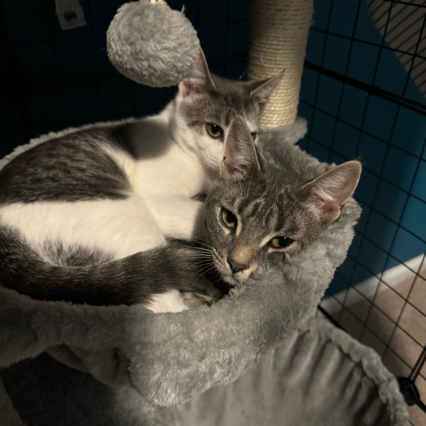 Opal and Penny