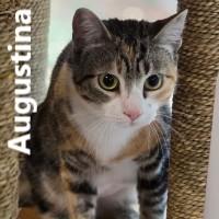 Augustina, Adoptable, Adult Female Domestic Short Hair.